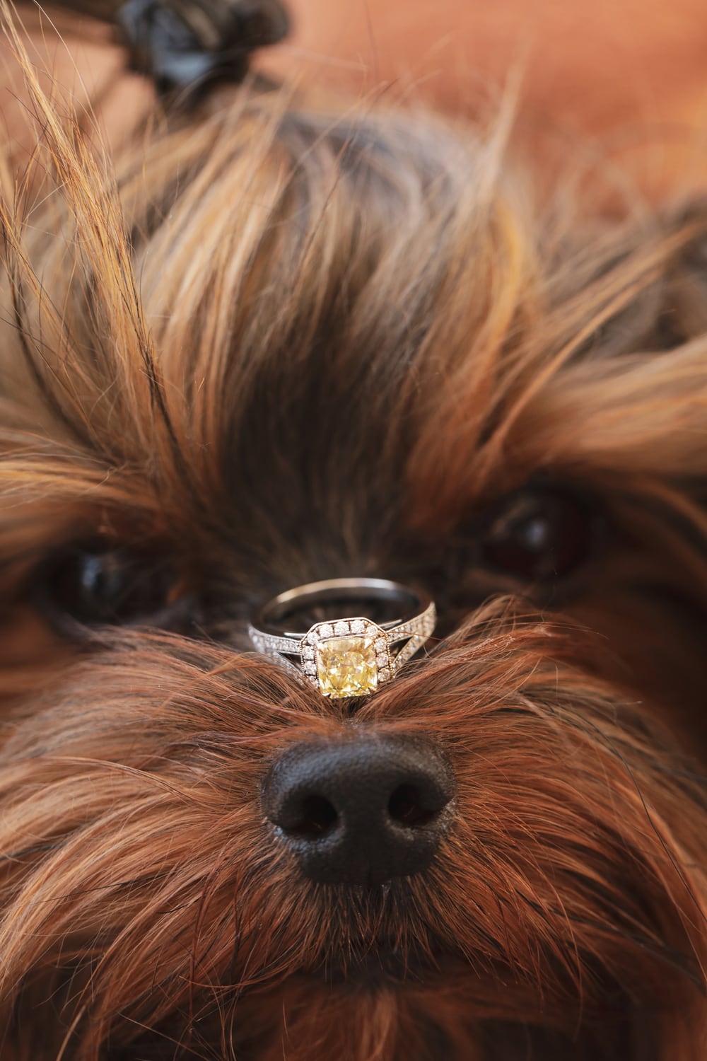 Weddings photography by Bridal Image Photography — image 27 of 70